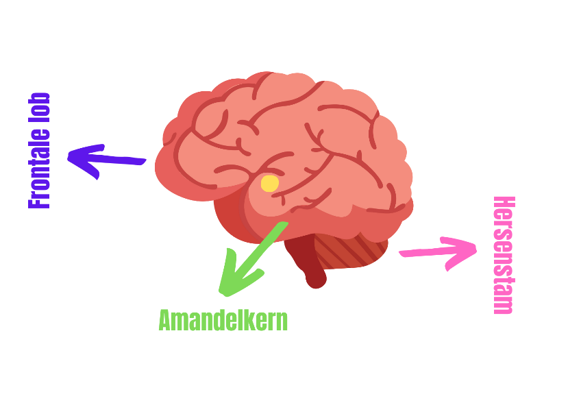 Stress en het brein